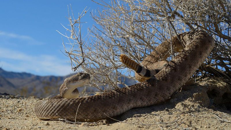 Arizona – Desert Dangers Abound