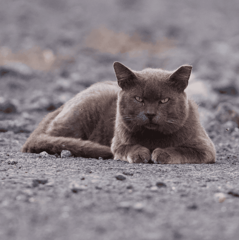 Hawaii - Feral Cat