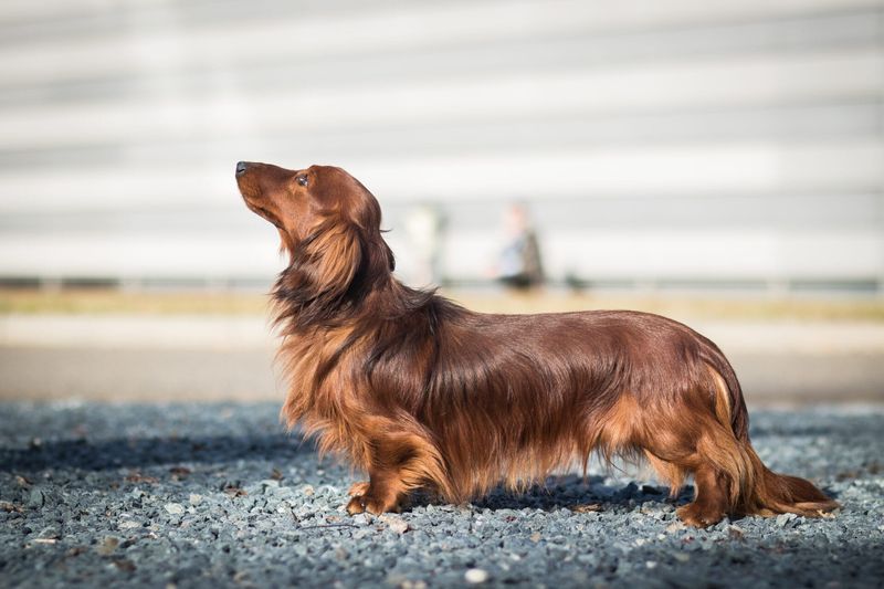 Dachshunds – Back Problems Waiting To Happen