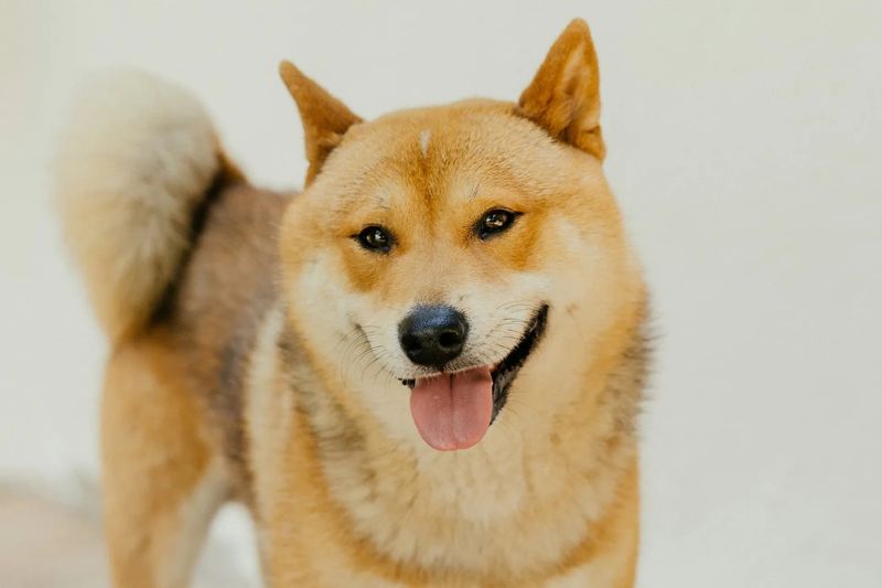 Shiba Inus: Independent Spirits With Secret Soft Spots