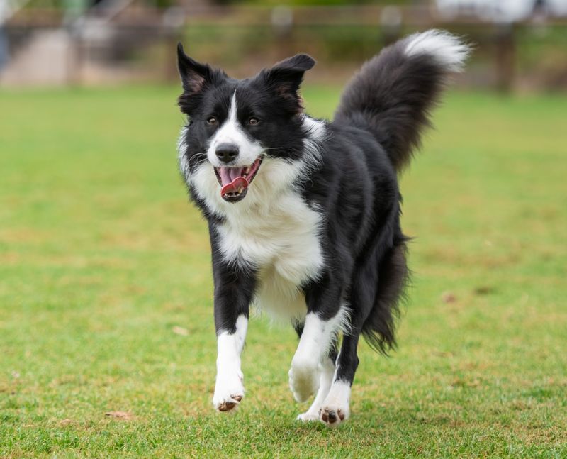 Border Collies: Brilliant But Burdened