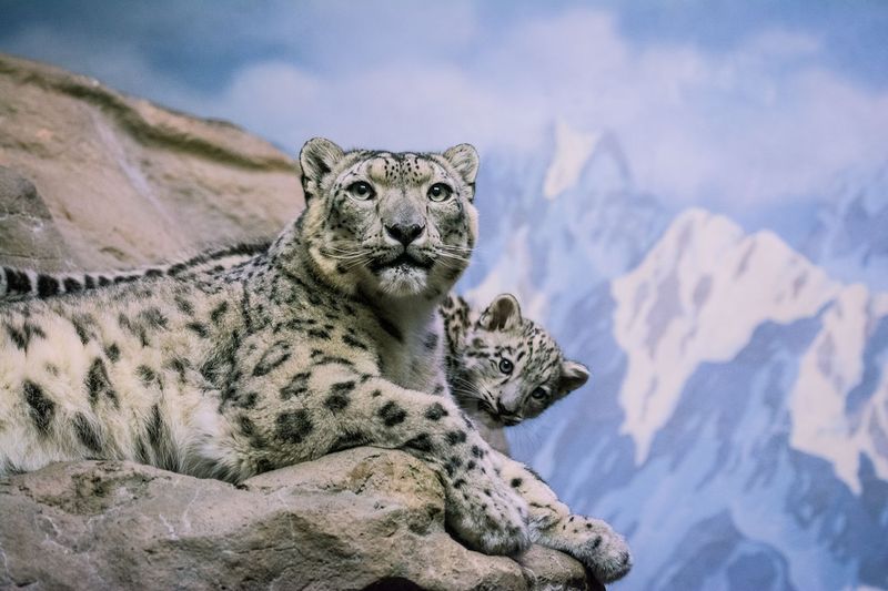 Snow Leopard