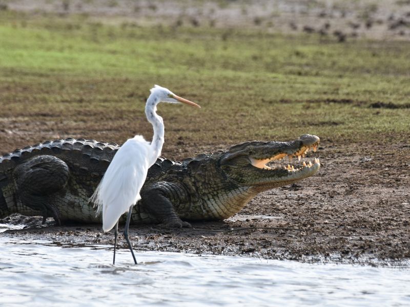 They May Look Like Dinosaurs Because They Basically Are
