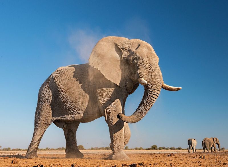 African Elephant