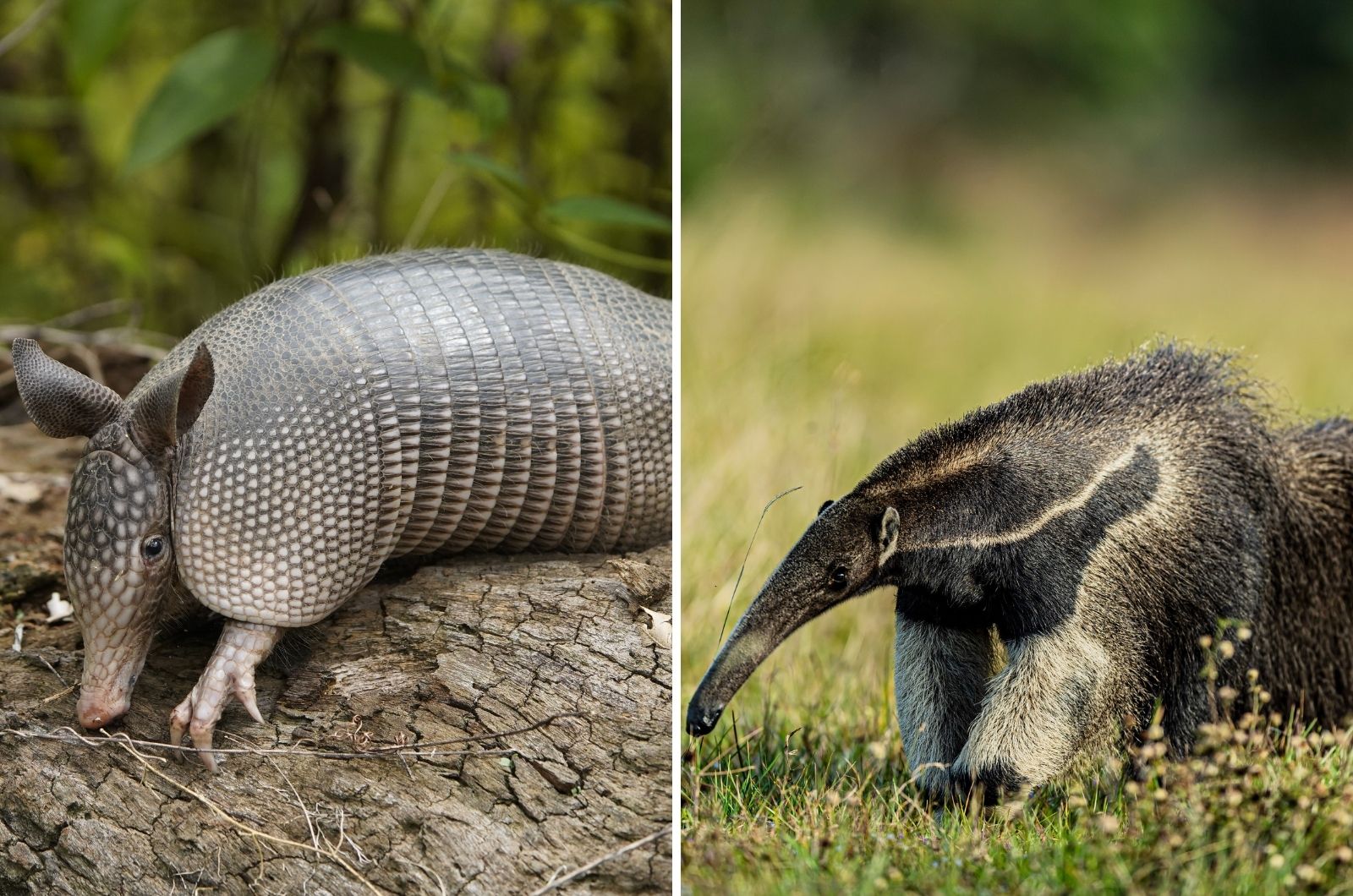 Giant Armadillo And Giant Anteater