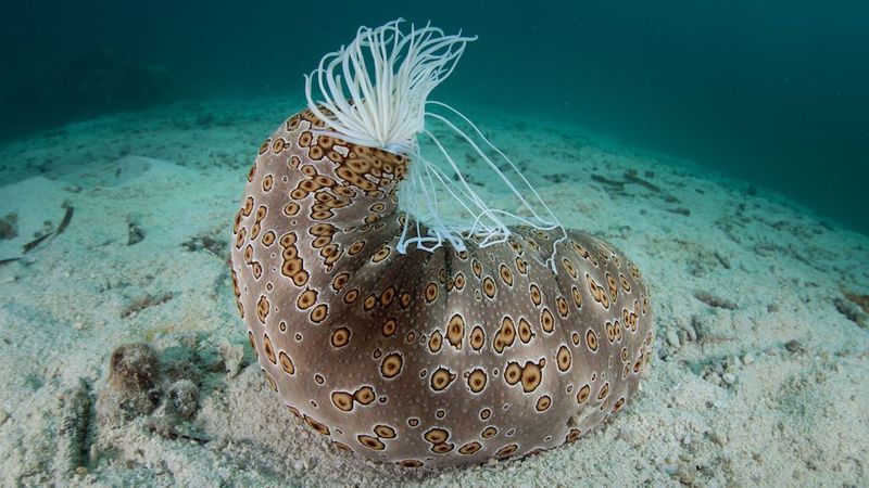 Sea Cucumber