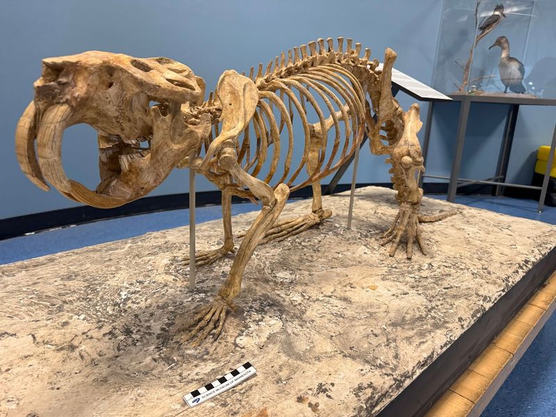 Minnesota Declares Them The Official State Fossil