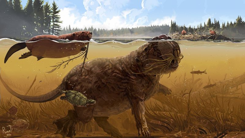 Giant Beavers Once Reached Bear‑Size In North America