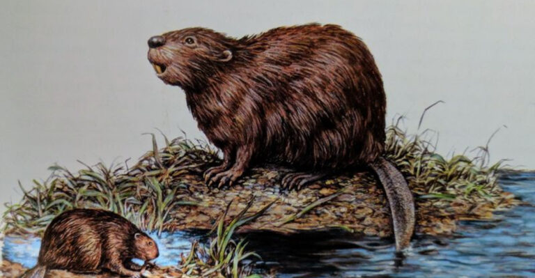 Giant Beavers The Size Of Bears Once Roamed North America And Are Now Minnesota’s Official State Fossil