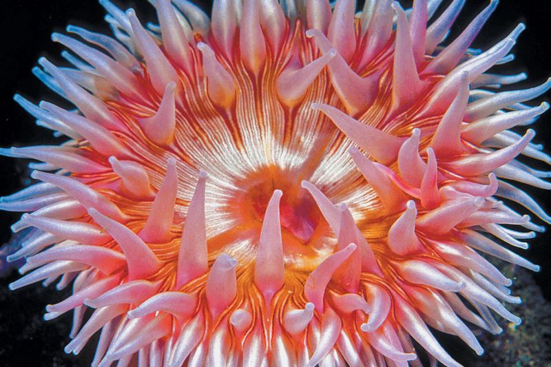 Sea Anemone