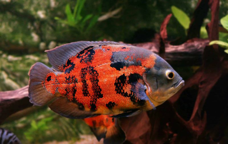 Oscar Fish