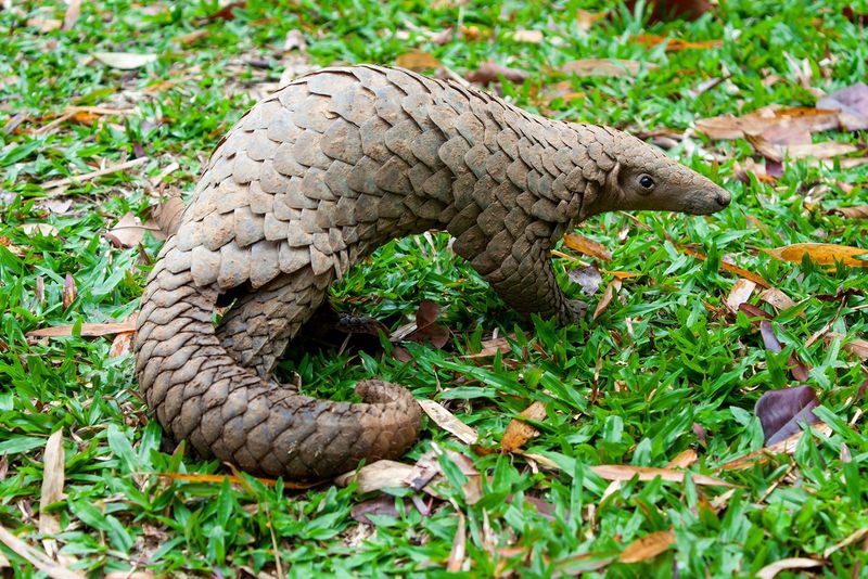 Black-Bellied Pangolin (Phataginus tetradactyla)
