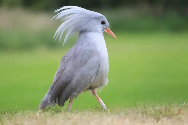 Kagu