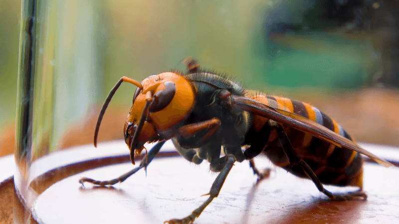 Giant Japanese Hornet