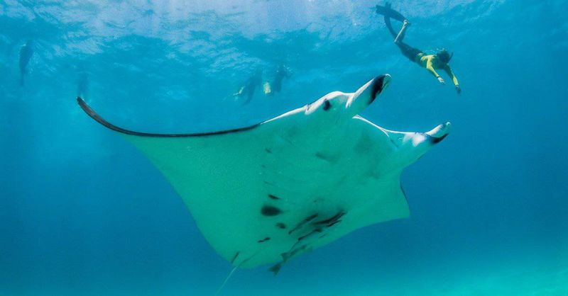 Their Wingspans Are Larger Than A Bull Shark Is Long