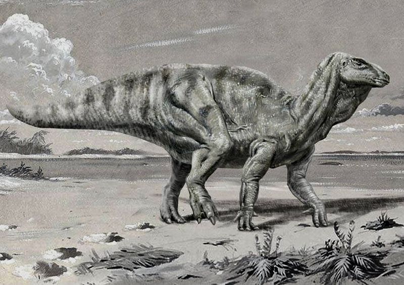 The Moment Iguanodon Was Given Its Name