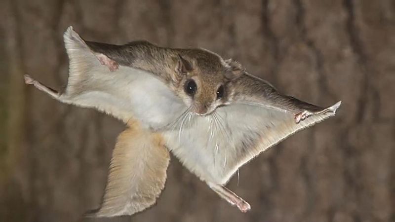 Flying Squirrels Glide Through Mountain Forests