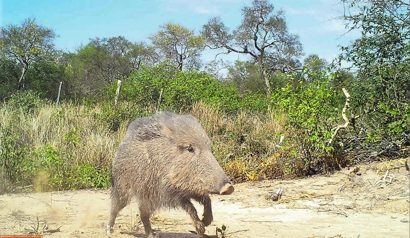Chacoan Peccary