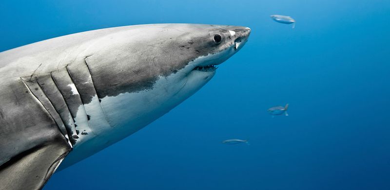 Gills Are Vulnerable To Injury