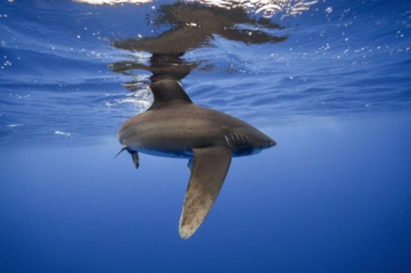 Gills Are Essential For Survival