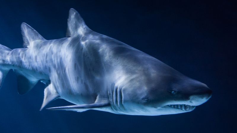 Gills Are Part Of The Shark's Skeleton
