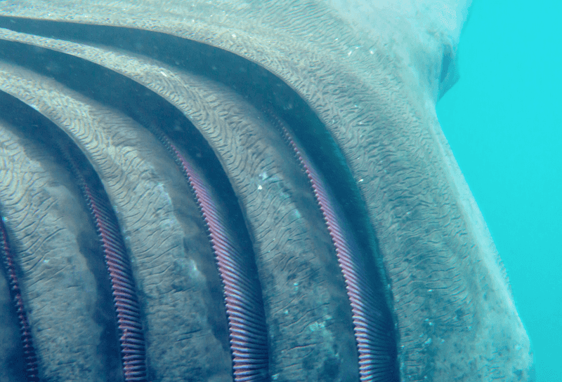 Gill Rakers Filter Food Particles