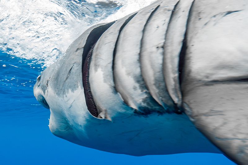 Countercurrent Exchange Maximizes Efficiency