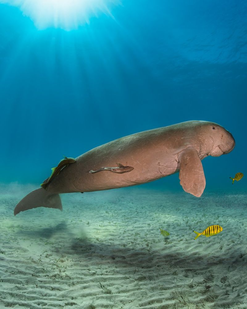 Dugong