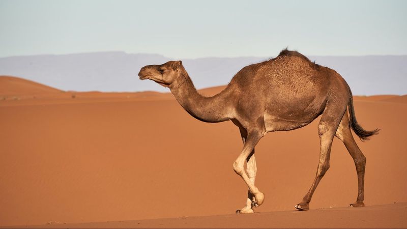 Camels' Whole-Body Adaptation
