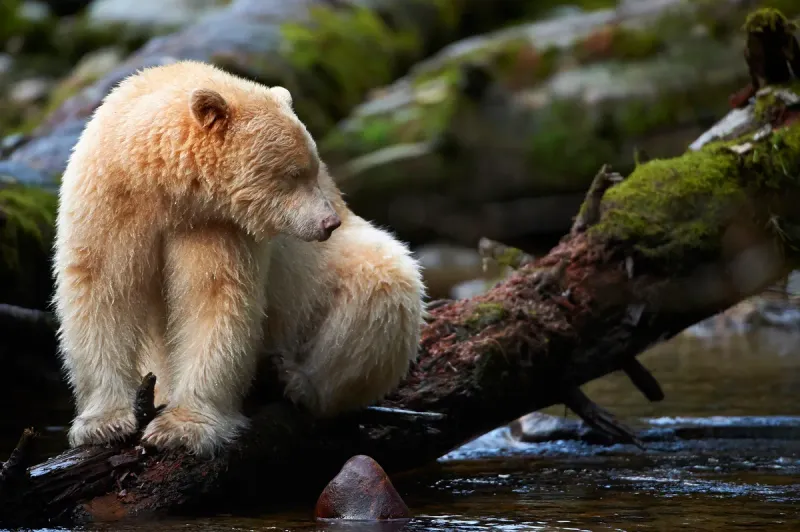 Spirit Bear – The Sacred White Ghost Of The Rainforest