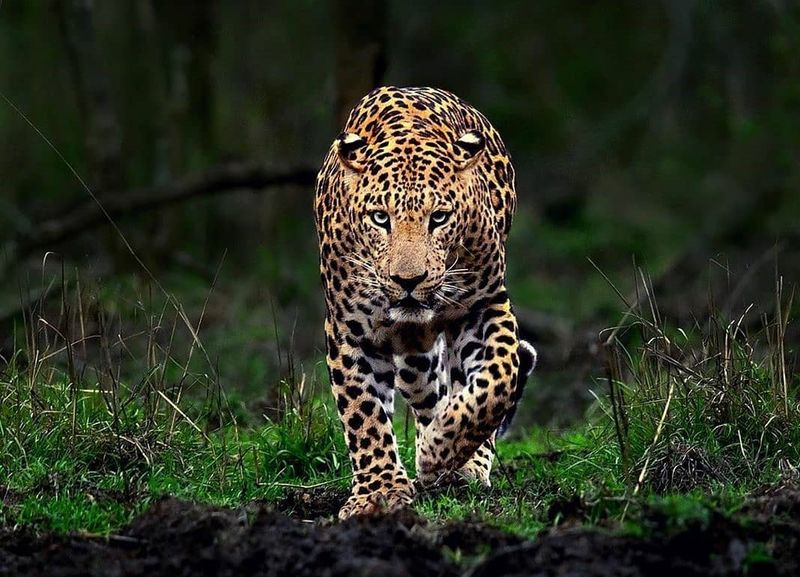 Potential For Future Sightings