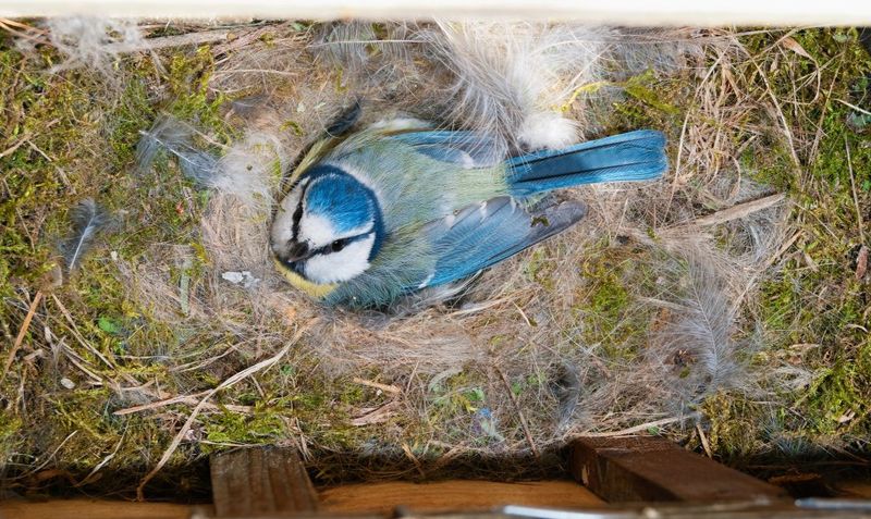 Nesting Behavior Disrupted