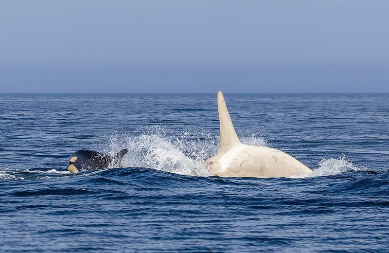 The Rare Whale Swam With A Pod Of Normally Colored Orcas
