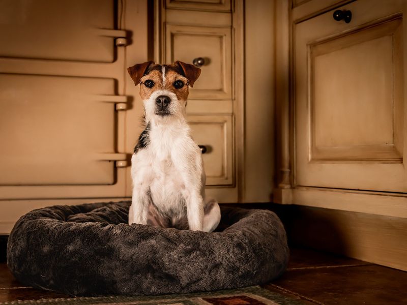 Joined-At-The-Hip Jack Russell Terriers