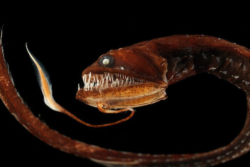Deep-sea Dragonfish