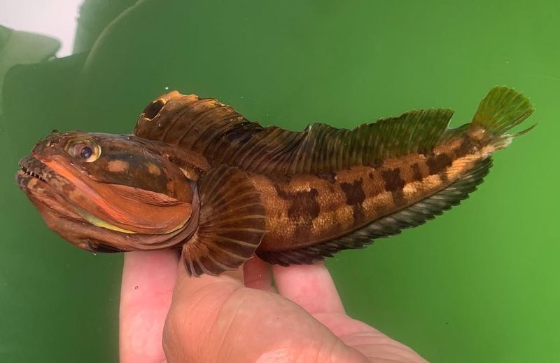 Sarcastic Fringehead