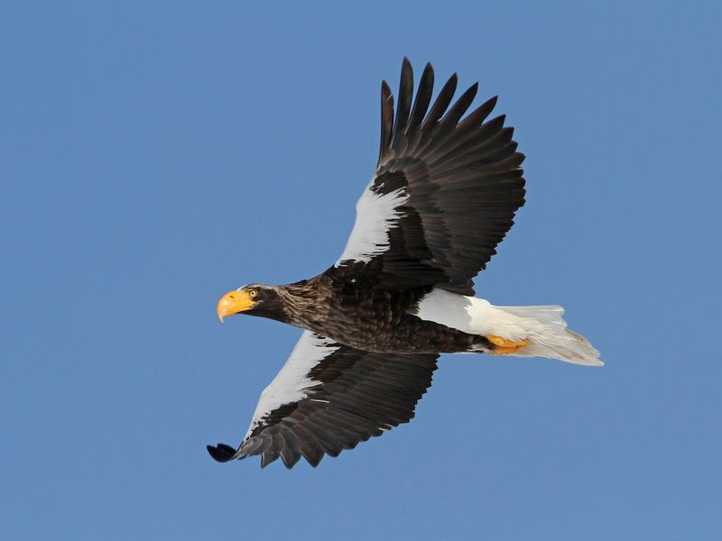 Steller's Sea Eagle