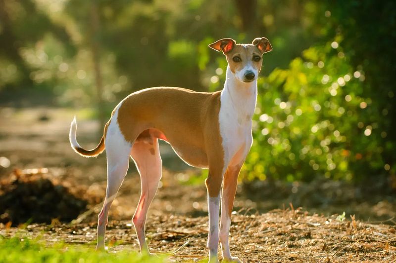 Greyhound – The Surprising Couch Potato