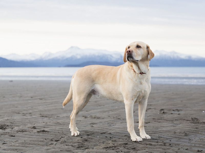 Labrador Retriever