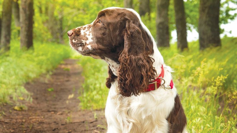 English Springer Spaniel
