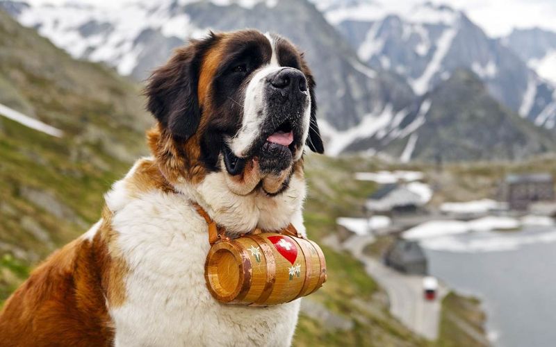 Saint Bernard