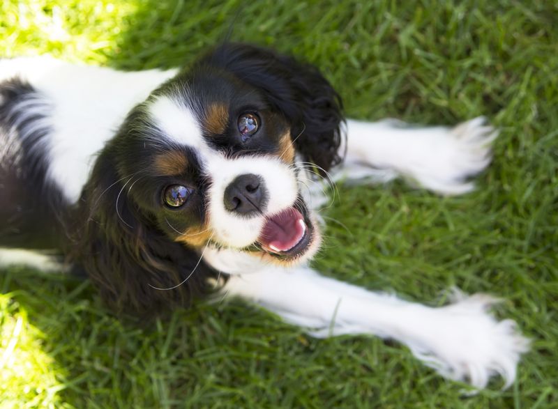 Cavalier King Charles Spaniels