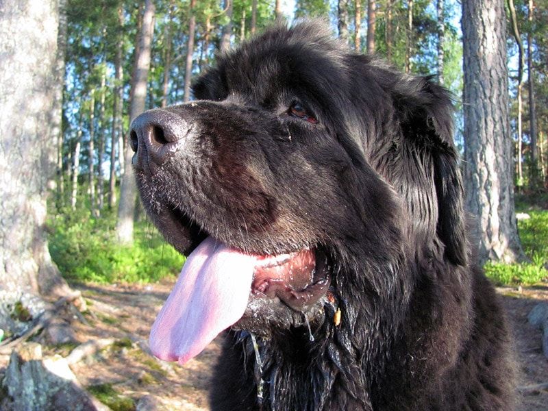 Newfoundlands