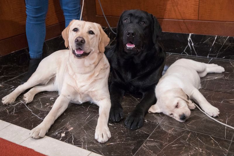 Labrador Retrievers Never Wait Long For Homes