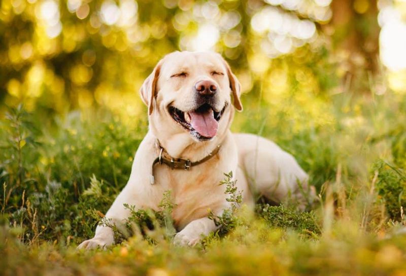 Labrador Retrievers: Hearts As Big As Their Appetites