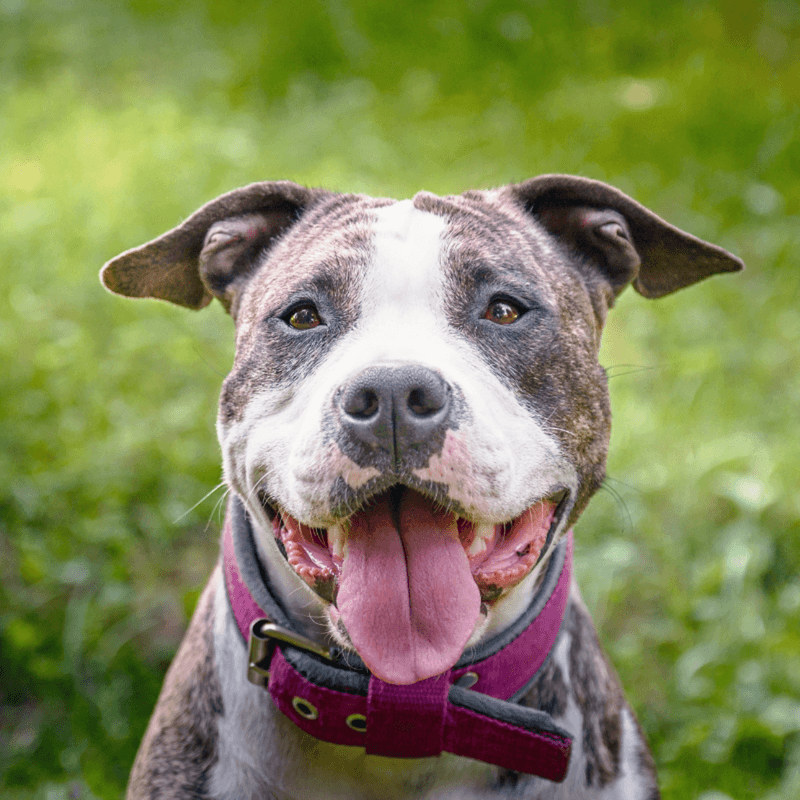 Pit Bulls: Resilient Love Machines
