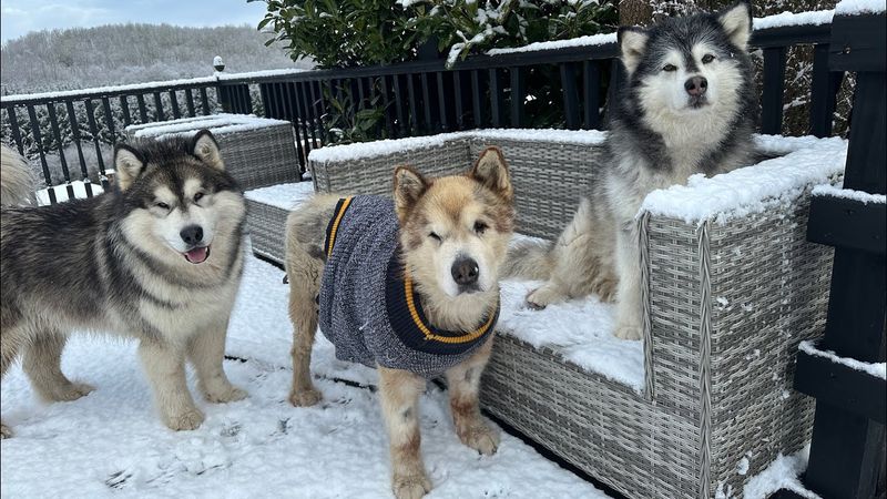 Siberian Huskies: Built For The Buddy System