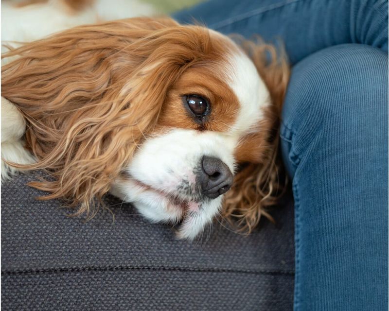 Cavalier King Charles Spaniels