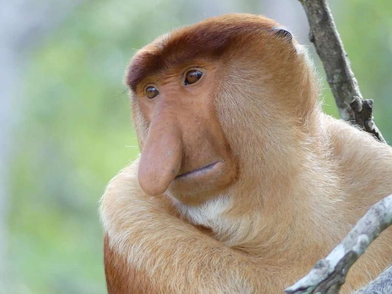 Proboscis Monkey: Aquatic Problem-Solvers