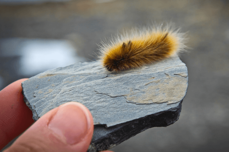 Arctic Woollybear Caterpillars